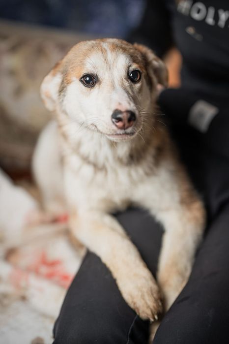 Щенки мальчики и девочки