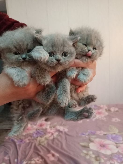 Mushuklar skotish strayt