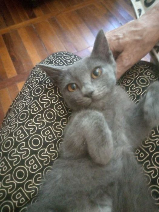 Котёнок красивая девочка 3 месо
