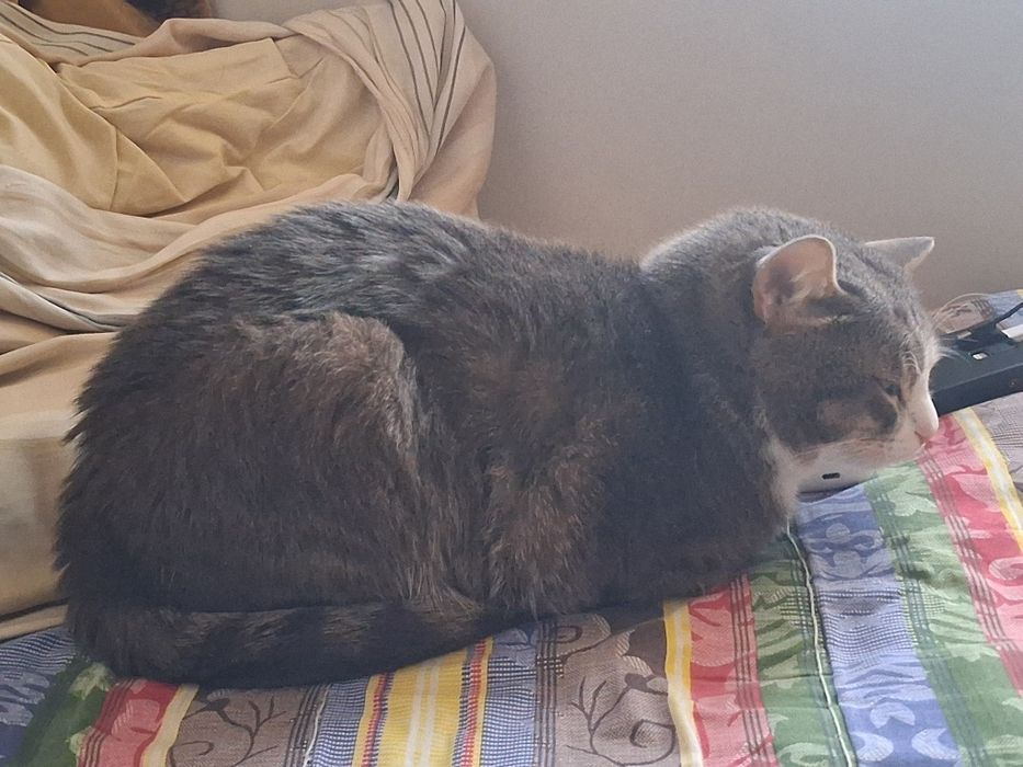 Кот 2 года, марсик