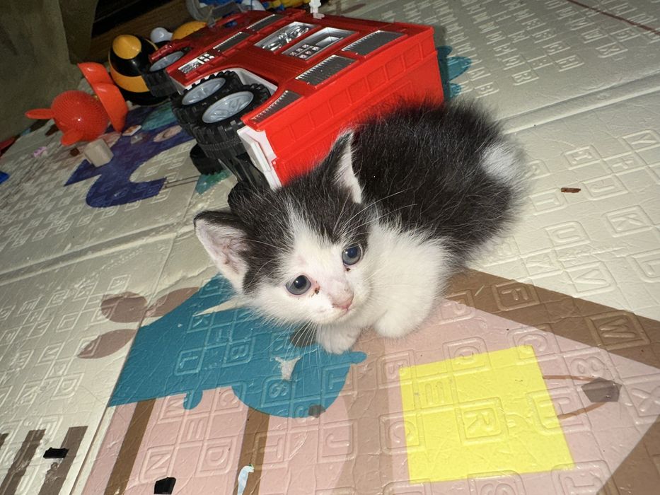Отдам котят бесплатно!