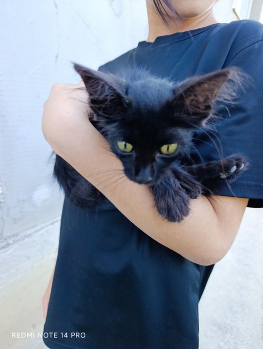 Котенок в добрые руки
