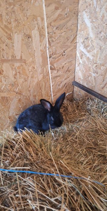 Schimb iepuri cu porumbei