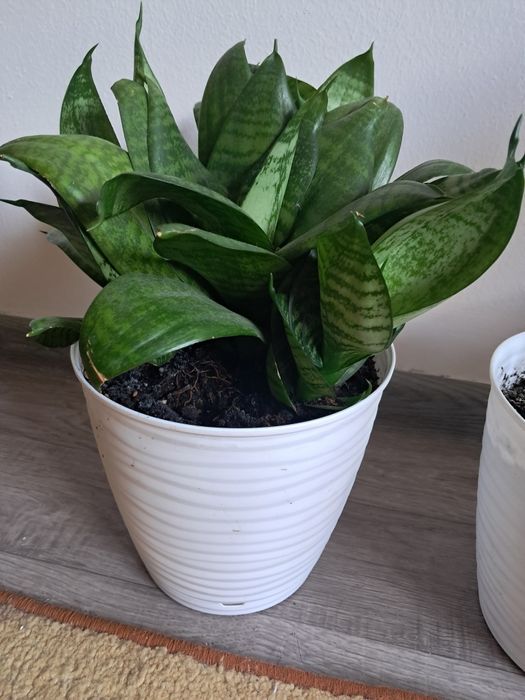 Продам комнатные цветы