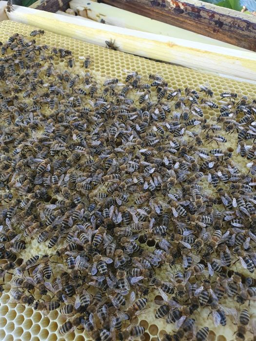 Vand roiuri de albine