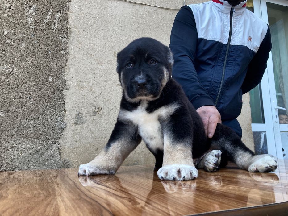 Щенок Алабая Супер Гигант ) чистокровный