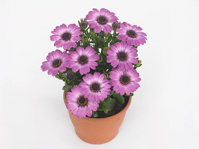 Продам, укоренённые еврочеренок остеоспермума