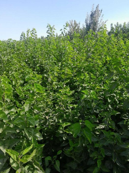 Tut kuchat, тут кучати, тут, пилла, tut, nixol, тут нихоли 2-3yillik