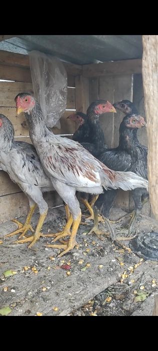 Продаются джуджики апрель месяц