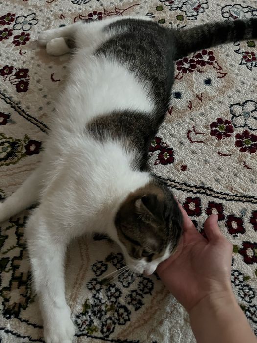 Кошка стерилизованная