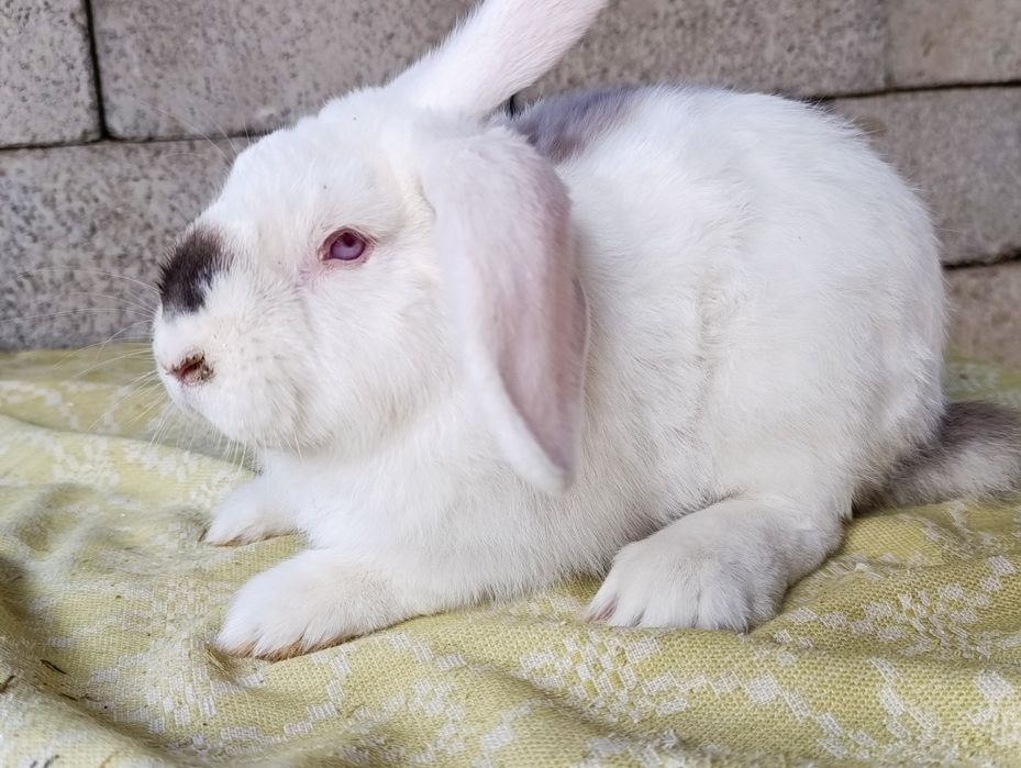 Кролики породные