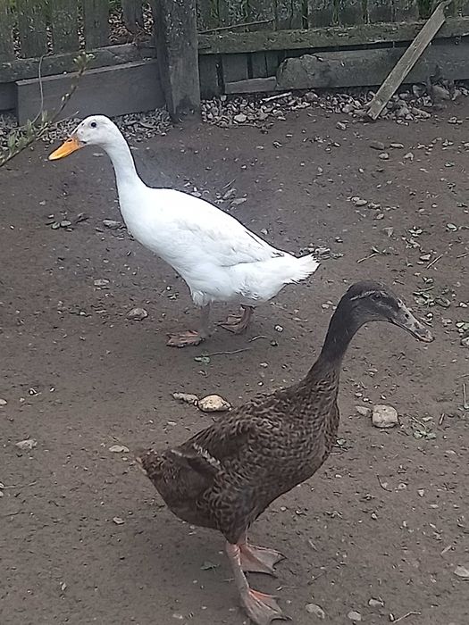 Rațe alergatoare indiene