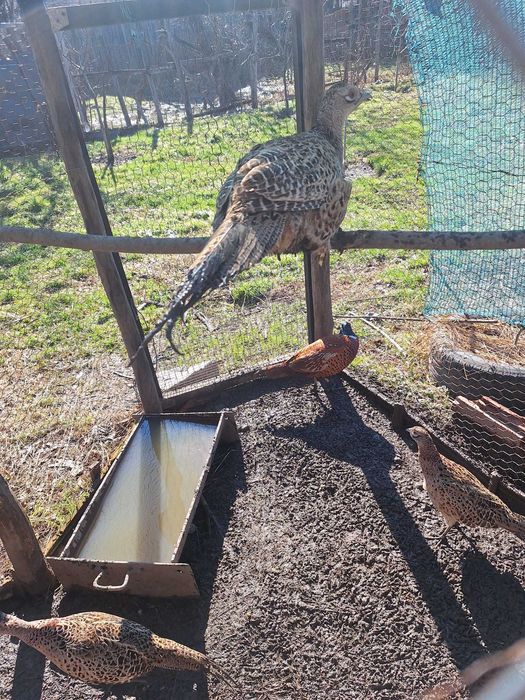 Vând pereche de fazani comuni