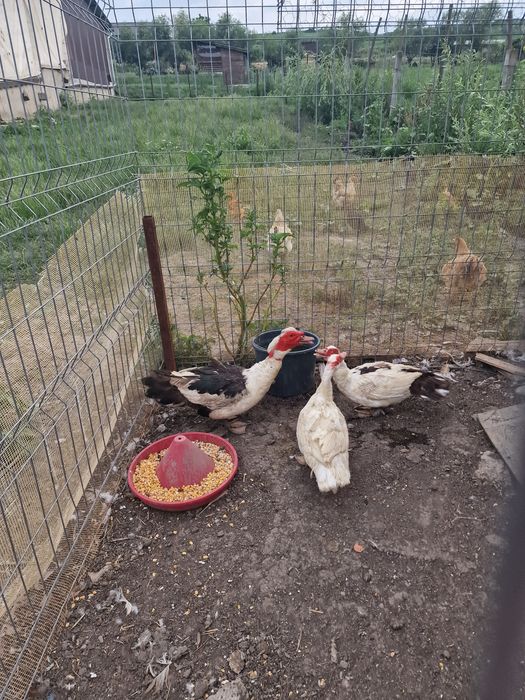 Vând rațe mute tinere,2rațe și  un rățoi!