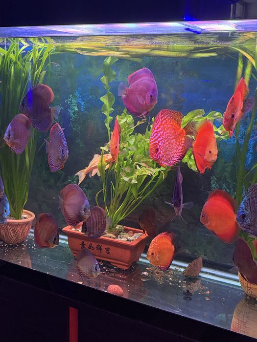 Продаются различные аквариумные рыбы