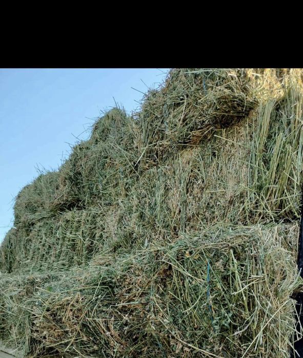 Baloti lucerna de vanzare