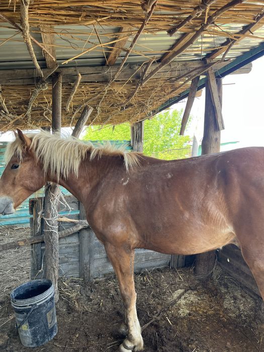 Еркек құнан САТЫЛАДЫ !