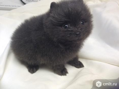 Продам щенков шпица, миники