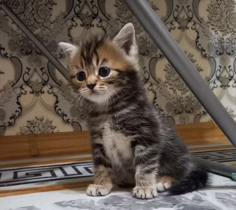 Продам котят шотландцев