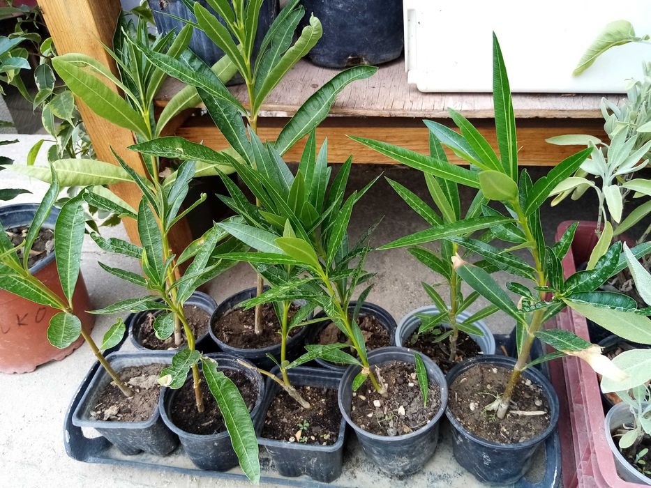 Олеандър  в саксия