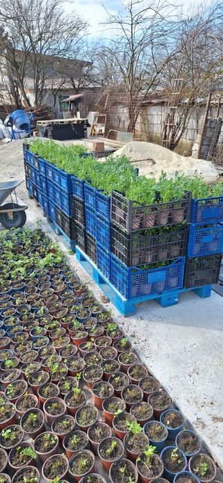 Leustean ghiveci rasad