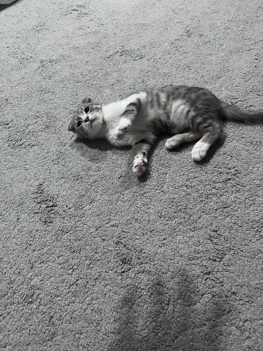 Шодланская мушук боласи сотилади