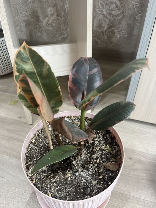 Продается комнатные растения