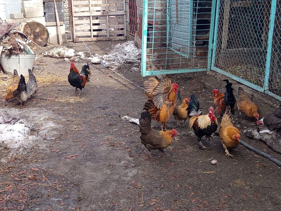 Карликовые куры г. Талгар