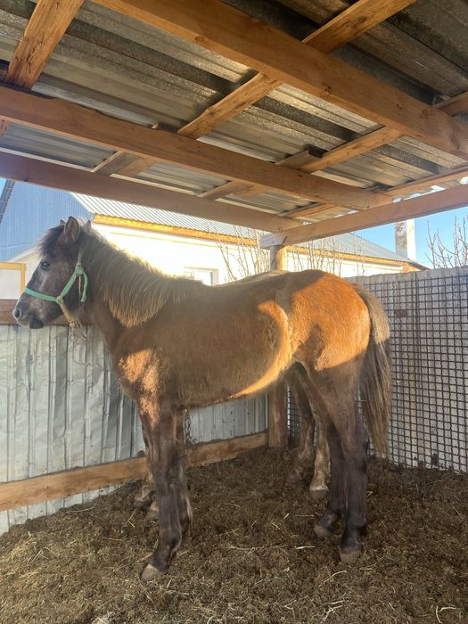 Тай сатылады еркек