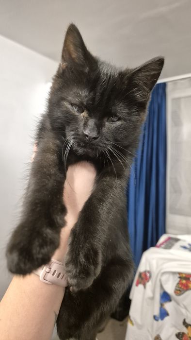 Отдам чёрных котят