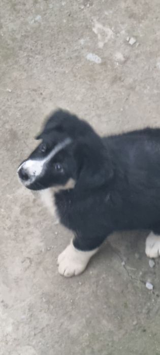 Kuchukcha 1 ta  aqilli