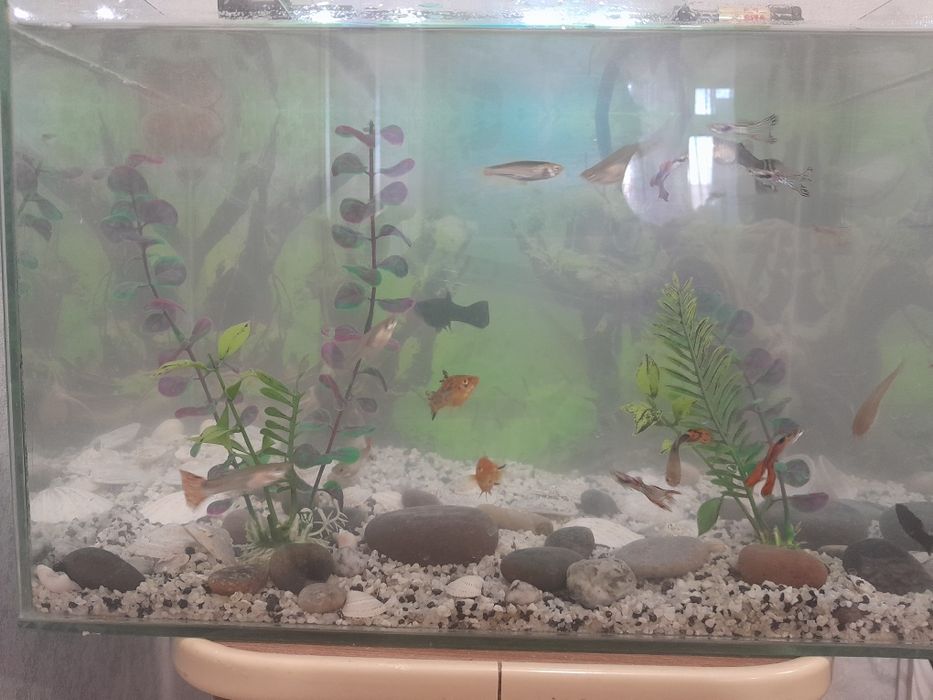 Продам аквариум рыбы