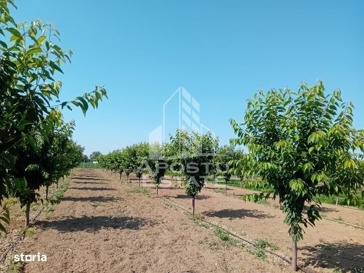 De vanzare livada mixta de 1,6 ha - deosebita și bine îngrijită