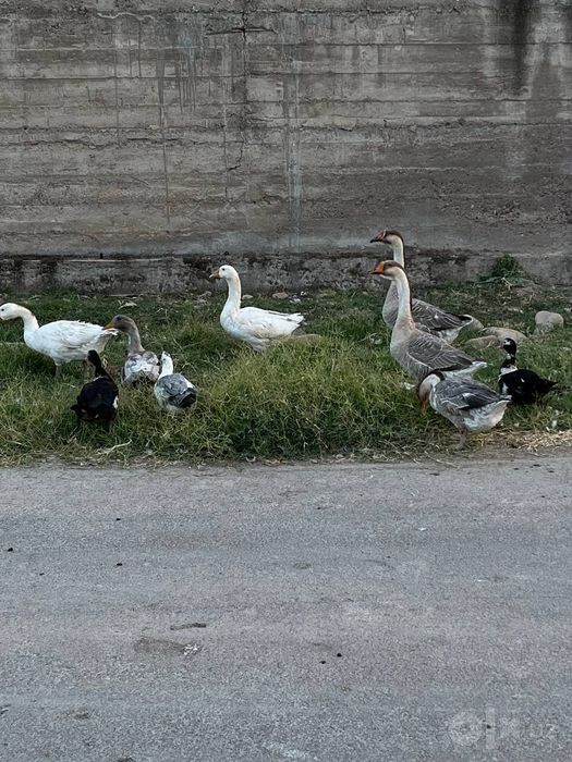 Ğozlar sotiladi kelshamza
