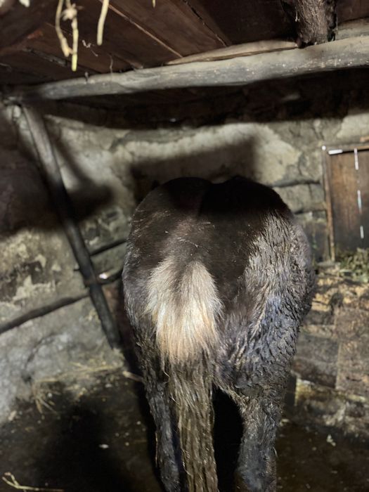 Mânz de vânzare de 7 luni