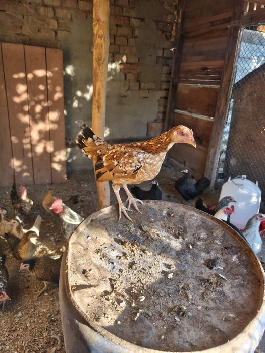 Продам карликовых курей.