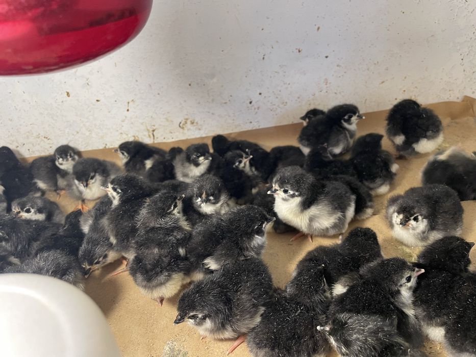 Pui gaini Australorp negru