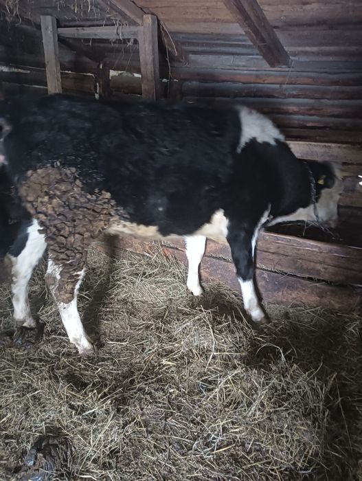 Продам первотелку