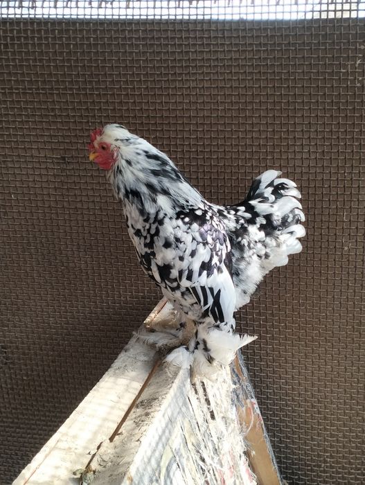 Продам карликовых кур!