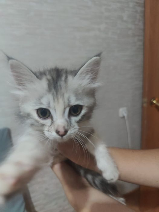 котенок девочка 2-3 месяца