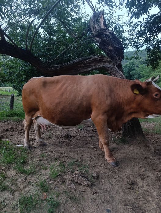 Vaca de vânzare.