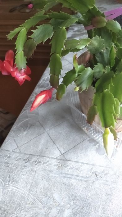 Дикобрист красный и белый