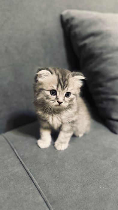Продаю кота шотландца