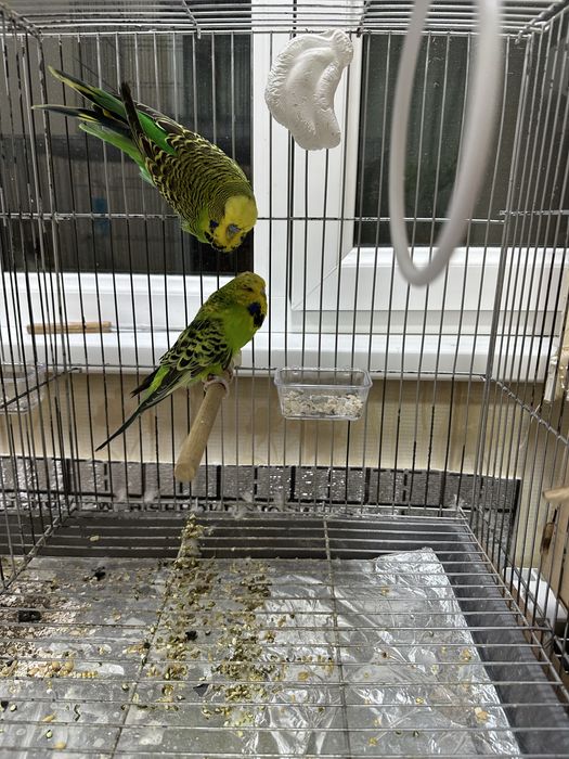 Папугайла Сотилади