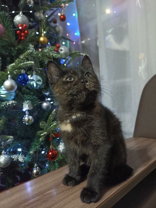 Отдам котенка в добрые руки