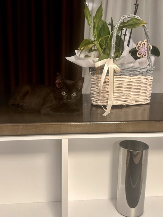 Pisicuta oentru adoptie