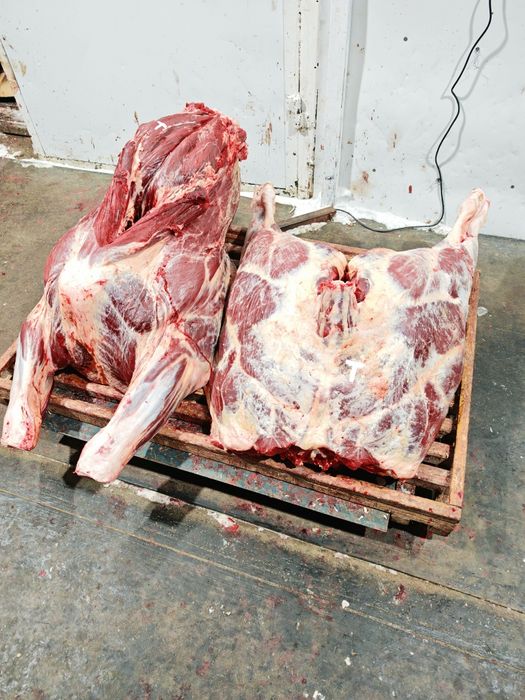 Оптом мясо говядины телятины конины