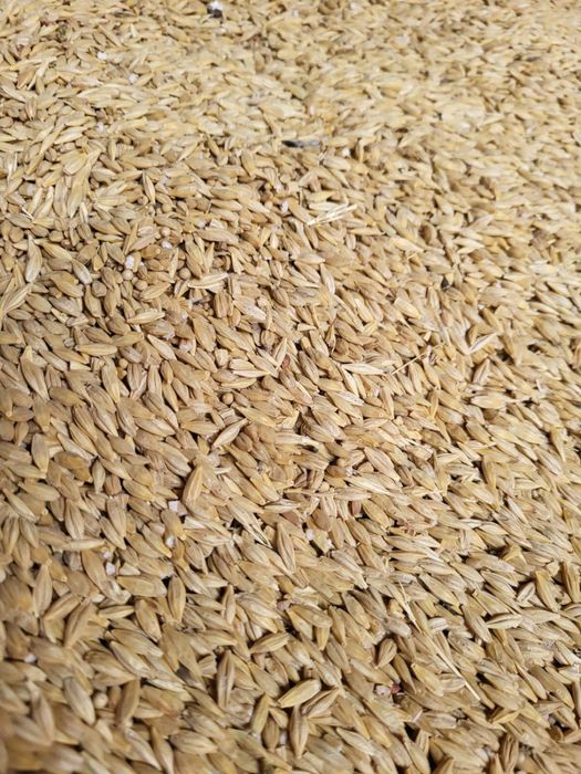 Арпа ячмень арпа ұрық