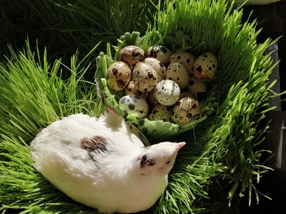 Перепелки счастье