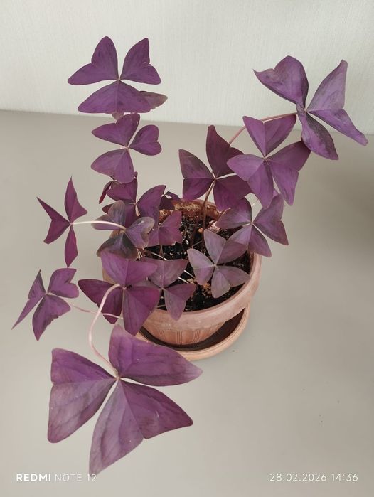 Оксалис - бабочка